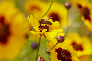 Bee feeding on flower from side.jpg